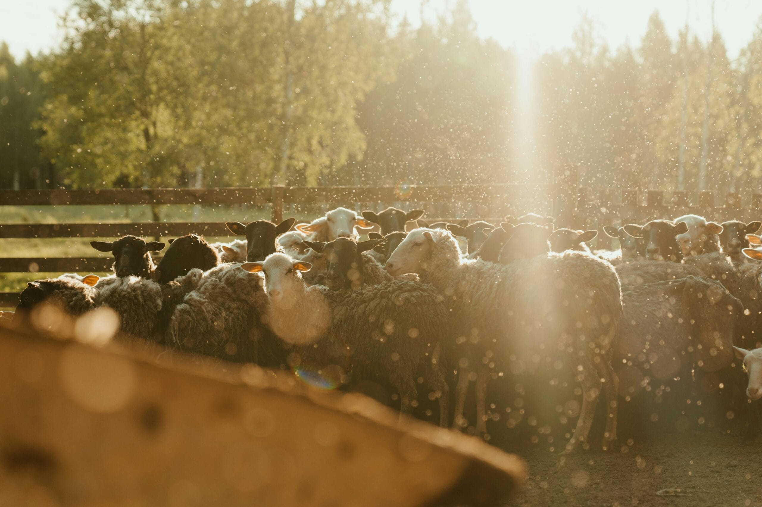 Άδειες Λειτουργίας Κτηνοτροφικών Εγκαταστάσεων